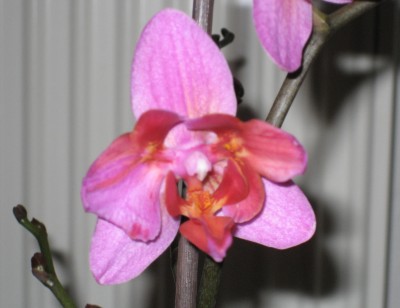 Orchideeblüte.JPG