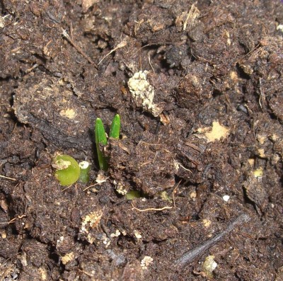 Milchstern Ornithogalum.JPG