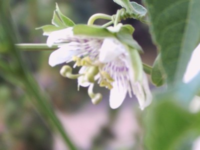tucumanensis11.JPG