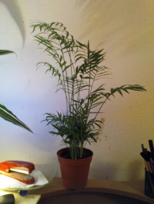 bergpalme 26-01-2008.jpg