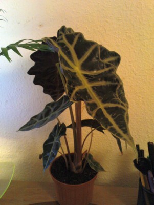 Alocasia sanderiana 26-01-2008.jpg