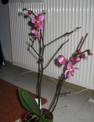 Orchidee.JPG