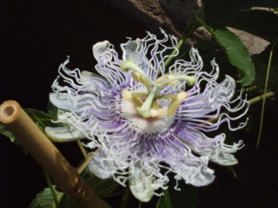 incarnata111.JPG