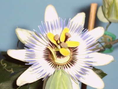 caerulea4.JPG