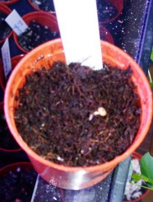 PICT0291.JPG
