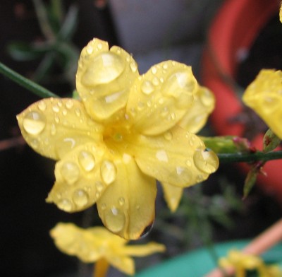 Winterjasmin 27.01..jpg