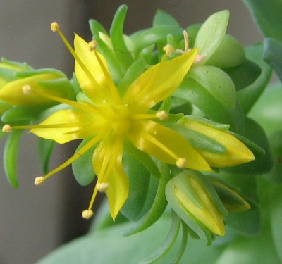 Sedumblüte 27.01..jpg