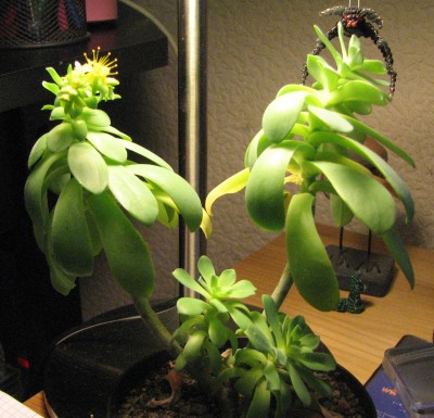 Sedum ganz 27.01..jpg