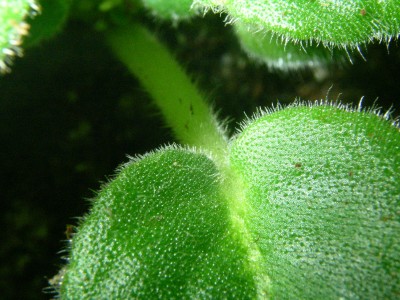 makro 002.JPG