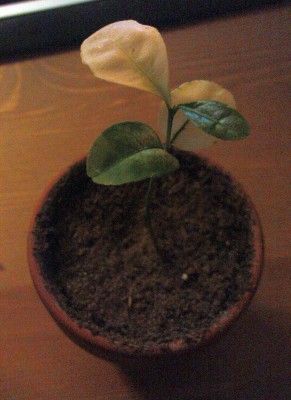 clementine 25-01-2008.jpg