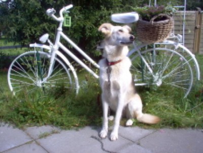 Fahrrad.jpg