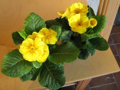 Primula acaulis.JPG