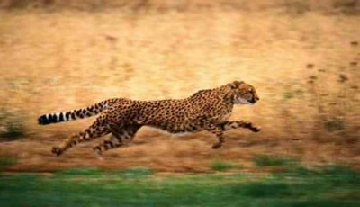 gepard_im_spurt.jpg