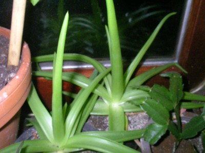 bulbine 001.JPG