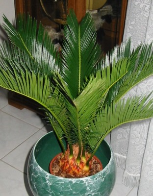 Palmfarn.JPG