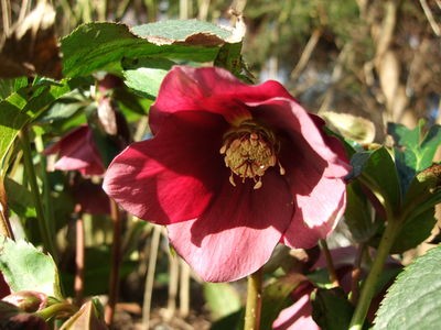 Helleborus.jpg