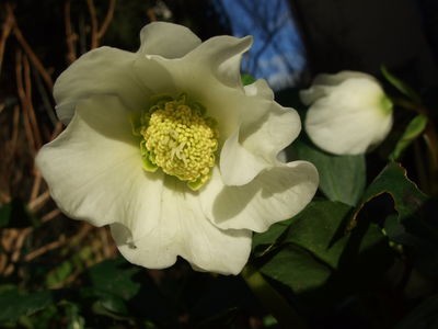 Helleborus weiß.jpg