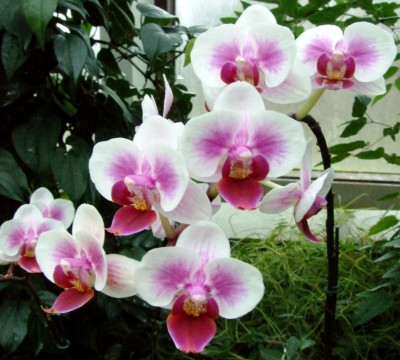 DSCF1293.JPG