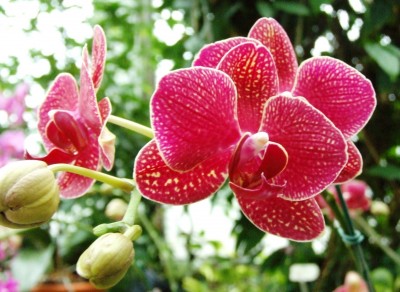 DSCF1283.JPG