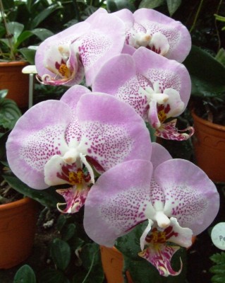 DSCF1280.JPG
