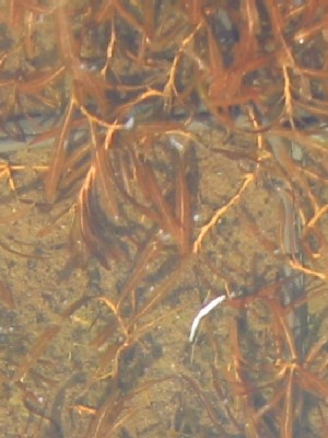 potamogeton_crispus.jpg