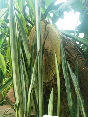 DSCF1363.JPG