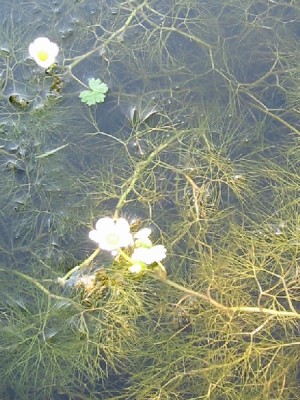 ranunculus_aquatilis.jpg