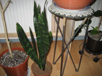 Sansevieria groß.JPG