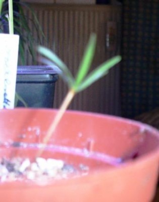 PICT0292.JPG