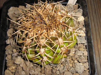 IMG_3839 Gymocalycium denudatum.jpg