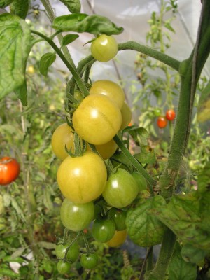 Mirabelle Blanche1.jpg
