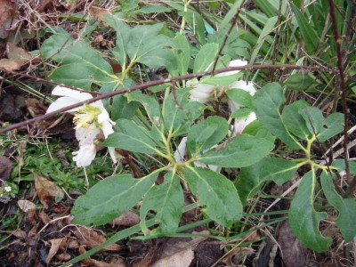 Christrose 0108.jpg