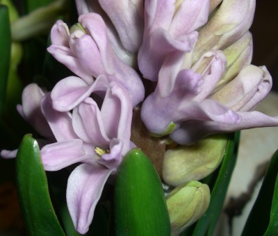 CIMG2225 - Kopie.JPG