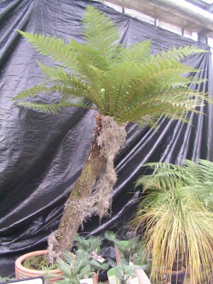 Dinoschau 005.JPG