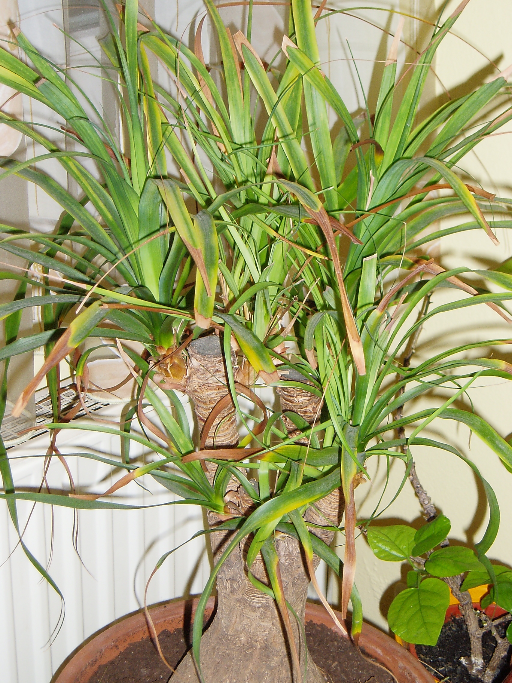 boston farn kaufen Farn Nephrolepis Boston | 75 cm main image 1