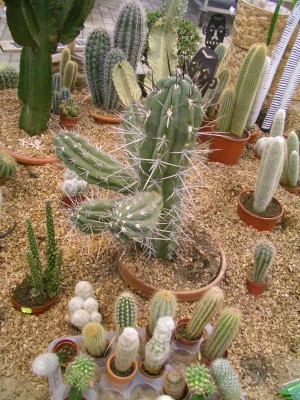 Dinoschau 025.JPG