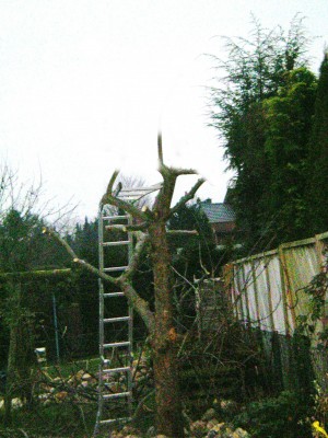 Apfelbaum green.JPG