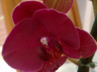 Photo neu 081.jpg
