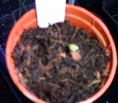 PICT0065.jpg