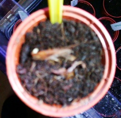 PICT0062.jpg