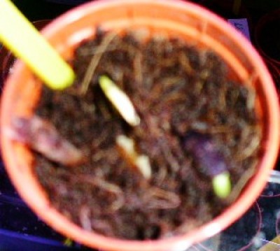 PICT0061.JPG