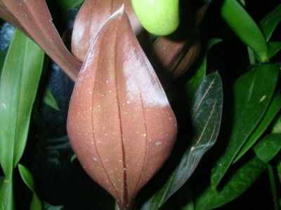 Ludisia discolor 002.JPG