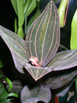 Ludisia discolor 001.JPG