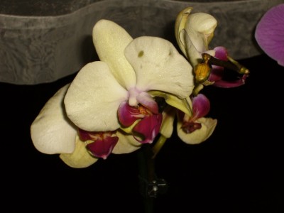 orchideen 007.jpg