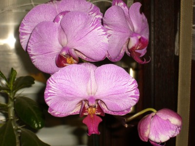 orchideen 016.jpg