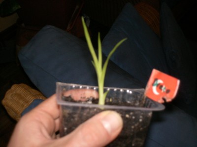 PICT0353.JPG