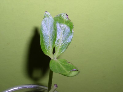 P1010017.JPG