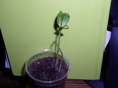 P1010018.JPG
