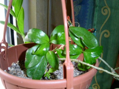 PICT0059.JPG