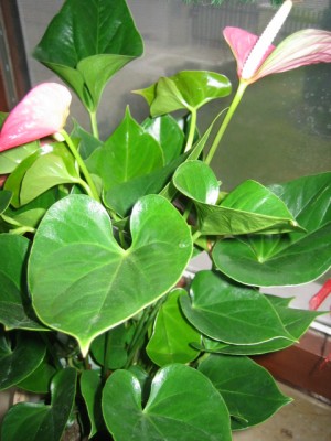Bild 006.jpg